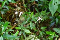 Ruellia stemonacanthoides