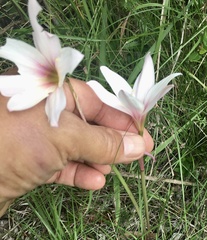 Zephyranthes versicolor