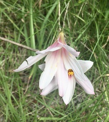 Zephyranthes versicolor