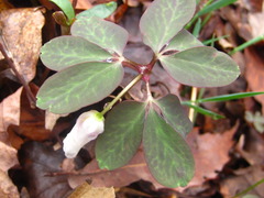 Anemonoides raddeana