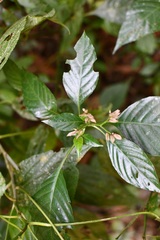 Lophostachys chiapensis