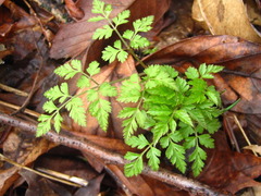 Osmorhiza aristata