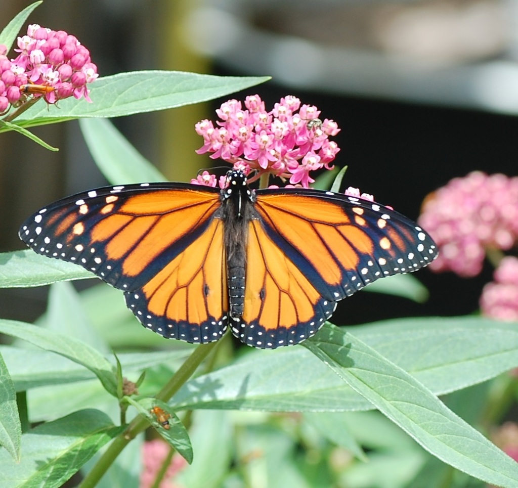 Monarch from Waterloo, ON, Canada on July 28, 2017 at 02:56 PM by ...