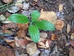 Lithospermum helleri