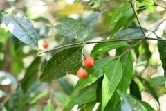 Bunchosia biocellata