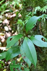 Peperomia parastriata