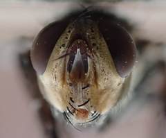 Microphthalma europaea