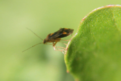 Liocoris tripustulatus
