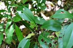 Peperomia parastriata