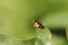 Liocoris tripustulatus