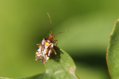 Liocoris tripustulatus
