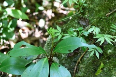 Peperomia parastriata