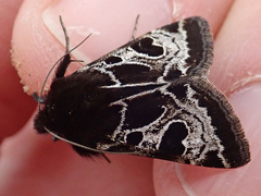 Heliothis belladonna