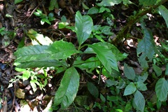 Chamaedorea geonomiformis