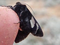 Heliothis belladonna