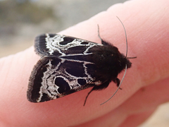 Heliothis belladonna