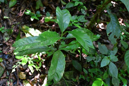 Chamaedorea geonomiformis, photograph 1