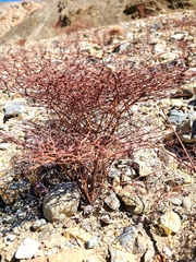 Eriogonum rixfordii