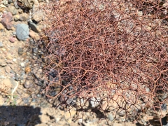 Eriogonum rixfordii