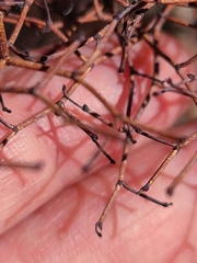 Eriogonum rixfordii