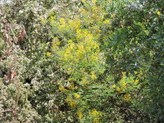 Erythrostemon mexicanus