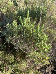 Tecticornia arbuscula