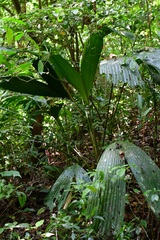 Asplundia liebmannii