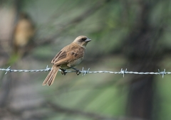 Agelaioides fringillarius