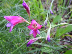 Gladiolus illyricus
