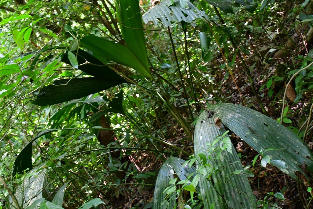 Asplundia liebmannii