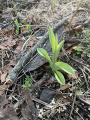 Hyacinthus orientalis