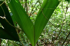 Asplundia liebmannii