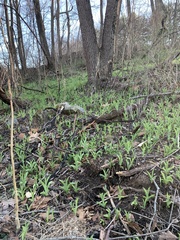 Hyacinthus orientalis