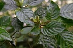 Poikilacanthus macranthus