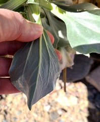 Enceliopsis covillei