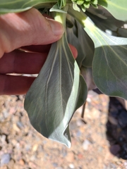 Enceliopsis covillei