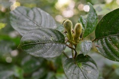Poikilacanthus macranthus
