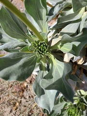 Enceliopsis covillei