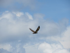 Buteogallus coronatus