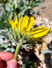 Enceliopsis covillei
