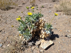Enceliopsis covillei