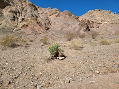 Enceliopsis covillei