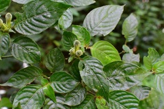Poikilacanthus macranthus