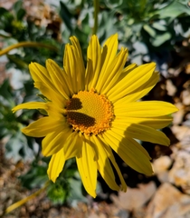 Enceliopsis covillei