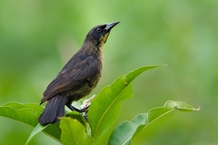 Unicolored Blackbird photo 3