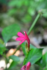 Lophostachys chiapensis