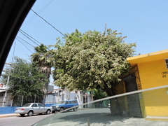 Ehretia anacua