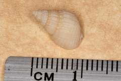 Nassarius nigellus