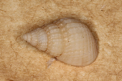 Nassarius nigellus