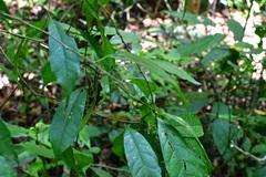 Trophis